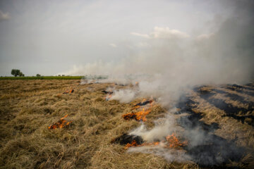 آتش زدن کاه، مرگ تدریجی شالیزارها