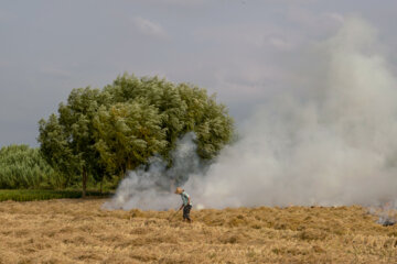 آتش زدن کاه، مرگ تدریجی شالیزارها