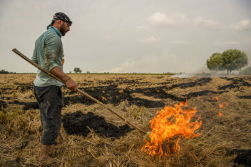 آتش زدن کاه، مرگ تدریجی شالیزارها