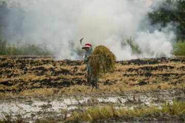 آتش زدن کاه، مرگ تدریجی شالیزارها