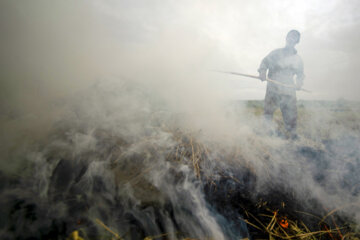 آتش زدن کاه، مرگ تدریجی شالیزارها