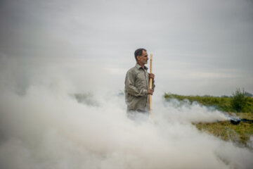 آتش زدن کاه، مرگ تدریجی شالیزارها