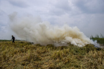 آتش زدن کاه، مرگ تدریجی شالیزارها