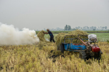 آتش زدن کاه، مرگ تدریجی شالیزارها