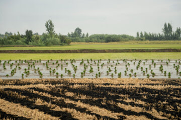 آتش زدن کاه، مرگ تدریجی شالیزارها