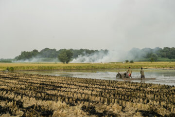 آتش زدن کاه، مرگ تدریجی شالیزارها