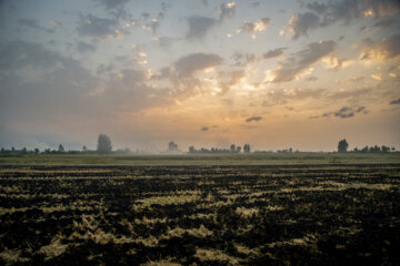 آتش زدن کاه، مرگ تدریجی شالیزارها