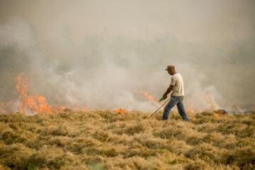 آتش زدن کاه، مرگ تدریجی شالیزارها