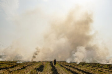 آتش زدن کاه، مرگ تدریجی شالیزارها