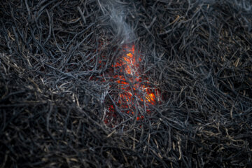 آتش زدن کاه، مرگ تدریجی شالیزارها