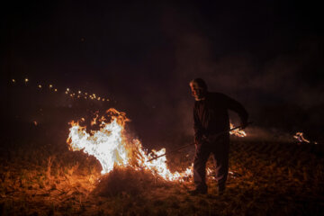 آتش زدن کاه، مرگ تدریجی شالیزارها