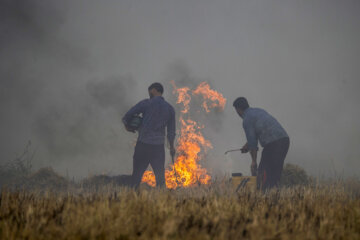 آتش زدن کاه، مرگ تدریجی شالیزارها