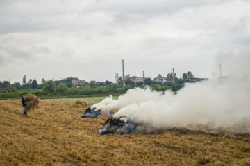 آتش زدن کاه، مرگ تدریجی شالیزارها