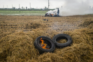 آتش زدن کاه، مرگ تدریجی شالیزارها