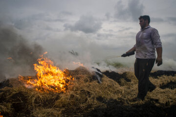 آتش زدن کاه، مرگ تدریجی شالیزارها
