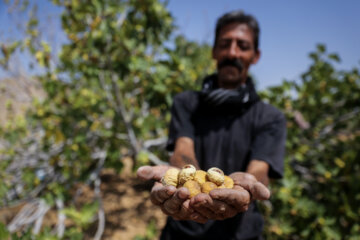 Des vergers de figuiers à Estahban dans la province de Fars