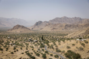 Des vergers de figuiers à Estahban dans la province de Fars