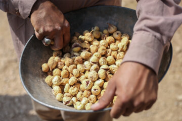 Des vergers de figuiers à Estahban dans la province de Fars