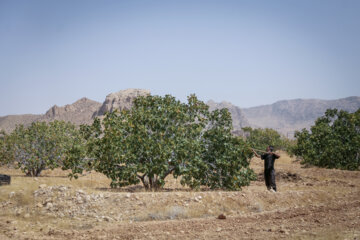 Des vergers de figuiers à Estahban dans la province de Fars