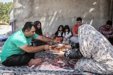 Des vergers de figuiers à Estahban dans la province de Fars