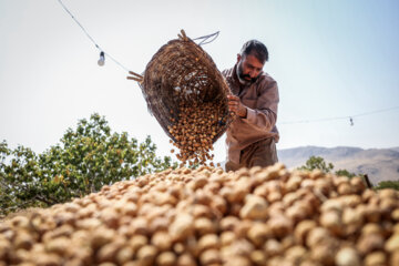 Des vergers de figuiers à Estahban dans la province de Fars