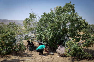 Des vergers de figuiers à Estahban dans la province de Fars
