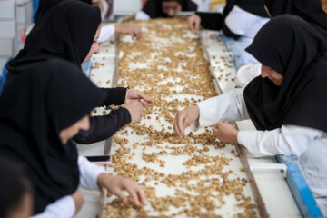 Des vergers de figuiers à Estahban dans la province de Fars