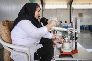 Des vergers de figuiers à Estahban dans la province de Fars