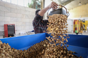 Des vergers de figuiers à Estahban dans la province de Fars