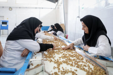 Des vergers de figuiers à Estahban dans la province de Fars