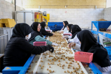 Des vergers de figuiers à Estahban dans la province de Fars