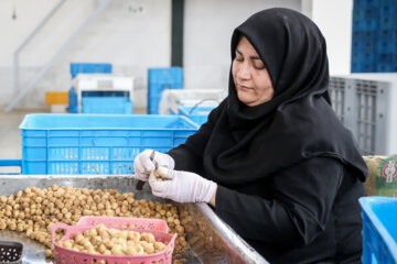 Des vergers de figuiers à Estahban dans la province de Fars