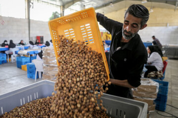 Des vergers de figuiers à Estahban dans la province de Fars