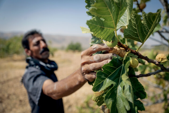 فارس در تکاپوی صادرات انجیر خشک؛ پیش بینی تولید ۳۸هزار تُنی از ۴۴هزار هکتار انجیرستان