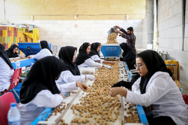 فارس در تکاپوی صادرات انجیر خشک؛ پیش بینی تولید ۳۸هزار تُنی از ۴۴هزار هکتار انجیرستان