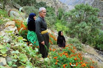 روستای کوهستانی «ناو» از توابع دهستان شالیار سروآباد در استان کردستان قرار دارد. مسیر دسترسی به این روستا سخت و صعب‌العبور است