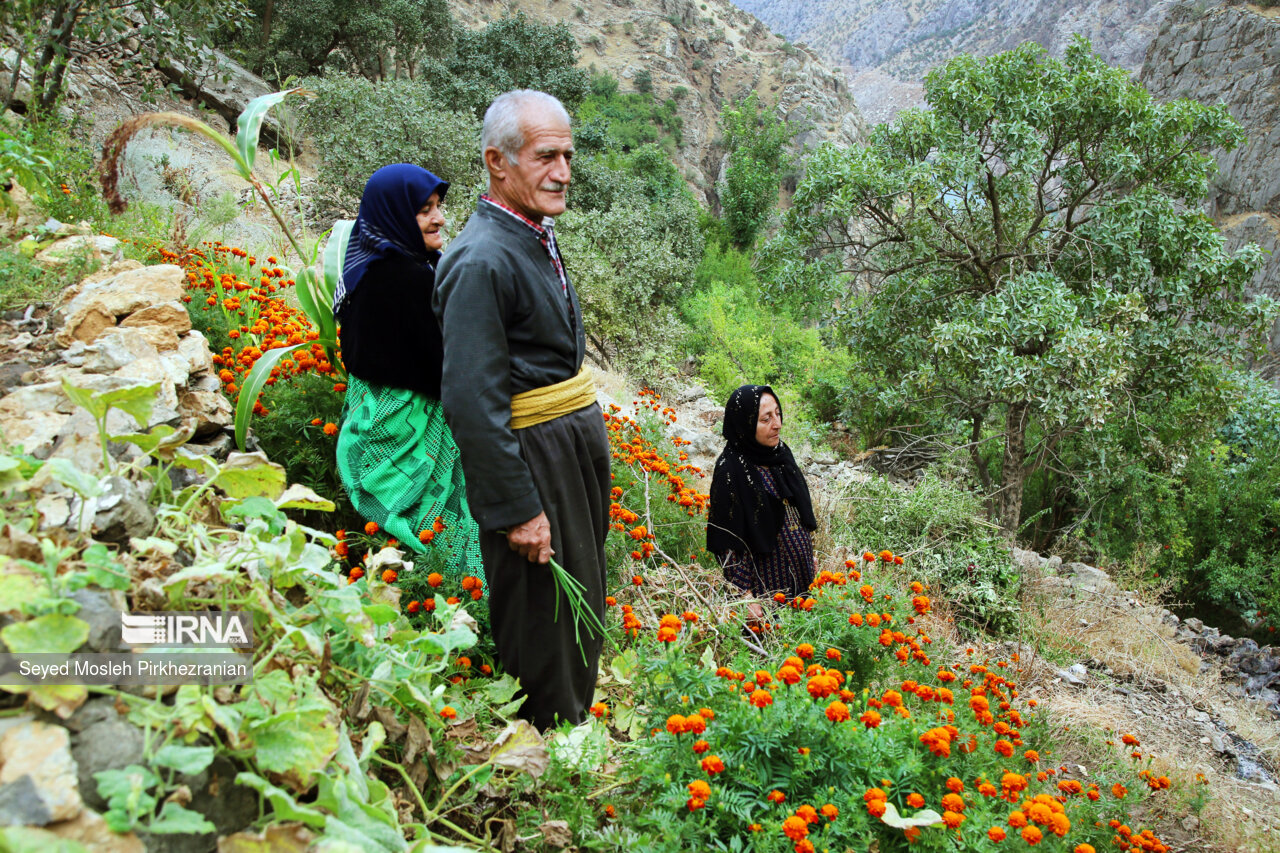 روستای کوهستانی «ناو» از توابع دهستان شالیار سروآباد در استان کردستان قرار دارد. مسیر دسترسی به این روستا سخت و صعبالعبور است