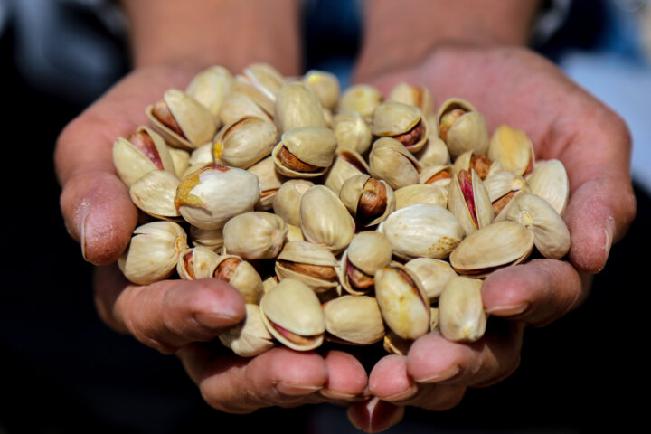 تحقق رویای تولیدکنندگان طلای سبز؛ گام نهایی در ساخت پایانه صادرات پسته پس از ۱۹ سال
