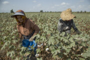 Récolte du coton dans les fermes de la province de Golestân, au nord-est de l’Iran