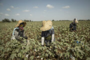 Recolección de algodón en la tierra de oro blanco