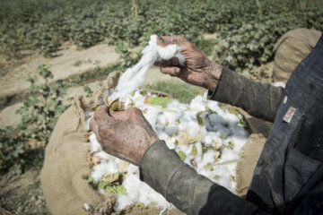 Récolte du coton dans les fermes de la province de Golestân, au nord-est de l’Iran