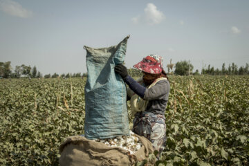 Récolte du coton dans les fermes de la province de Golestân, au nord-est de l’Iran