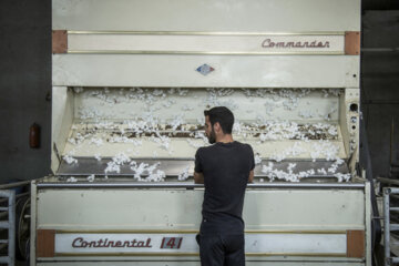 Récolte du coton dans les fermes de la province de Golestân, au nord-est de l’Iran