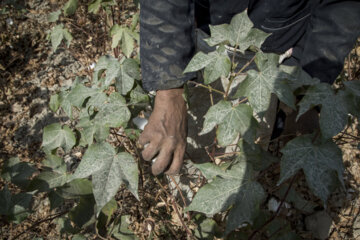 Récolte du coton dans les fermes de la province de Golestân, au nord-est de l’Iran