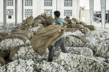 Récolte du coton dans les fermes de la province de Golestân, au nord-est de l’Iran