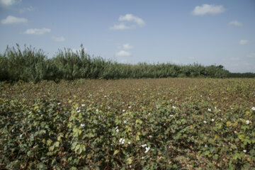 Récolte du coton dans les fermes de la province de Golestân, au nord-est de l’Iran