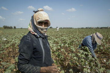 Récolte du coton dans les fermes de la province de Golestân, au nord-est de l’Iran