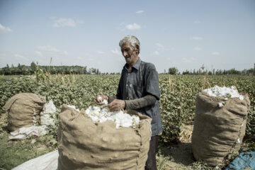 Récolte du coton dans les fermes de la province de Golestân, au nord-est de l’Iran