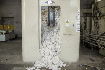 Récolte du coton dans les fermes de la province de Golestân, au nord-est de l’Iran