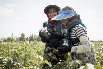 Récolte du coton dans les fermes de la province de Golestân, au nord-est de l’Iran